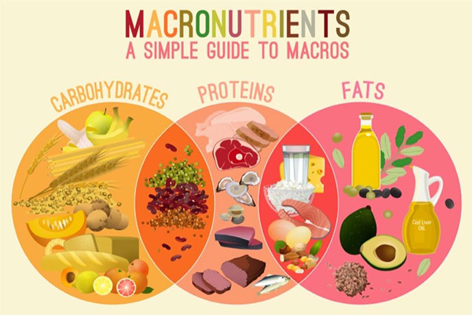 Macronutrients Nutrition Skinny 